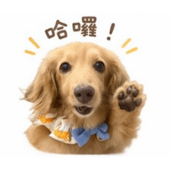 可可懶洋洋