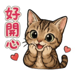 虎斑貓ToLu：陪你度過每一天