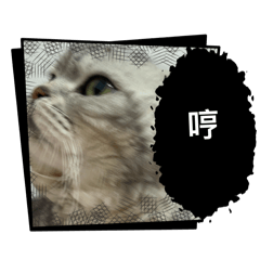 哼哼12256