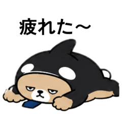Shachikkumablack