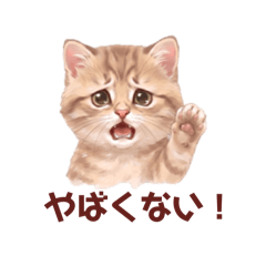Kitten Chattig