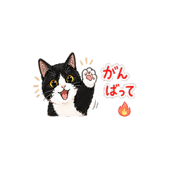 Peeking Cat Reaction Stickers