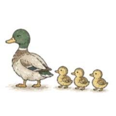 Suncrop 038 Duck Stickers