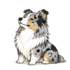 Suncrop 040 Sheltie