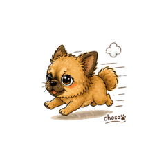 Cute Chihuahua Choco (Miyazaki Dialect)
