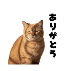 Everyday Cat Stickers01