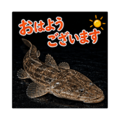 釣魚人必備真實魚貼圖日常版 2