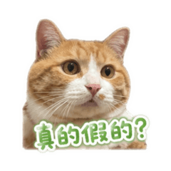 笨酒喵