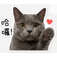 短哥