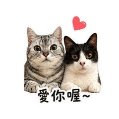 嚶嚶奧利的療癒時刻ʕ •ᴥ•ʔ