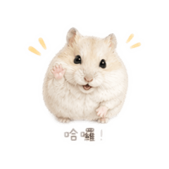 胖鼠小日常