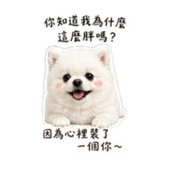 吉吉（博美）