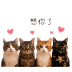 勝利肆小寶3