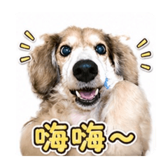 狗子樂樂