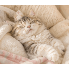 moka_cat_20260504080041