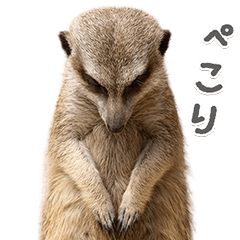 Meerkat Stickers for Everyday Use