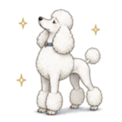 Suncrop 042 Elegant Standard Poodle