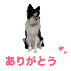 Lucas_gege