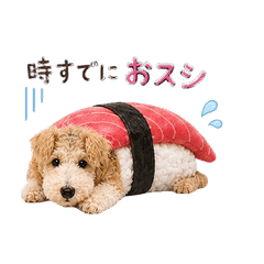 Noa the Wire Fox Terrier