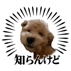 Suzu_20260504082851