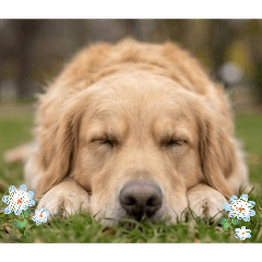 _Goldenretriever_
