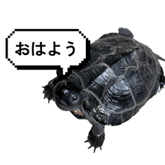Rin_stamp_20260504083658