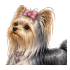 Suncrop 046 Yorkshire Terrier