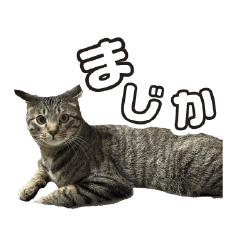 kawaii kotetu