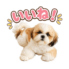 shihtzu Kota's stamp 2