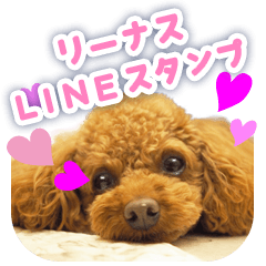 Linus of Toy Poodle - Daily Conversation