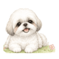 Suncrop 047 Shih Tzu