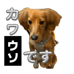 RIRO RIRO_20260504093036