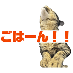 toyokoge_20260504174834