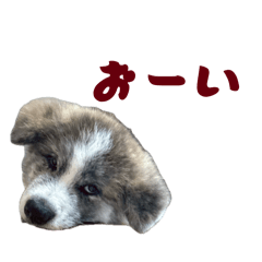 TORAMARU_20260504174523