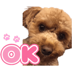 Pucchi_20260504174956