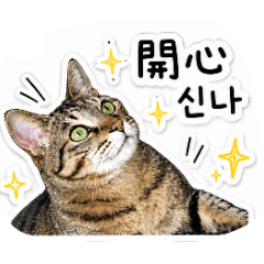 Our Jisoo Kitten