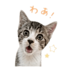 katsuo_20260504084656