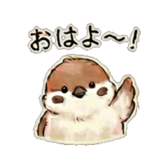 Daily Round & Chubby Sparrow