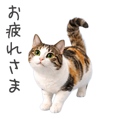 *Cat Family Contact