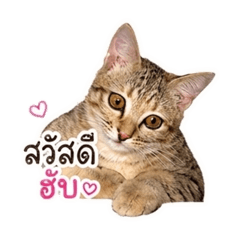 Ham meow