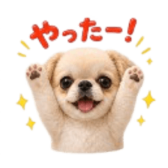 NEXEED JAPAN_20260504182539