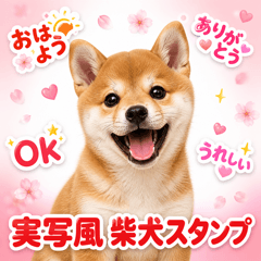Cute Real Shiba Inu Daily Stickers