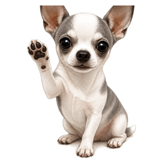 Pin-Eared Chihuahua
