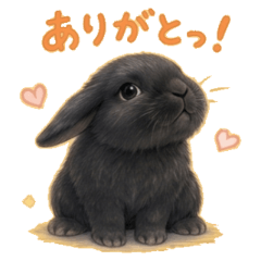 Black Lop's Daily Life