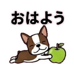 a green apple and a Boston Terrier
