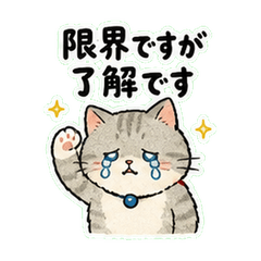 Polite Burnout Cat
