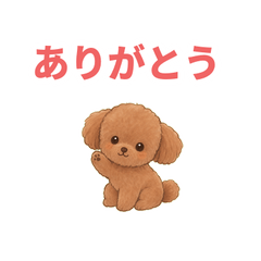 Angelic Toy Poodle