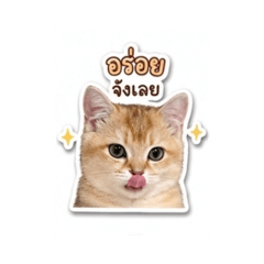 MojiCatLover_20260428133854