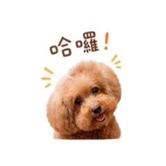 可愛貴賓狗日常