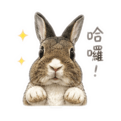 胖球只是一隻兔子